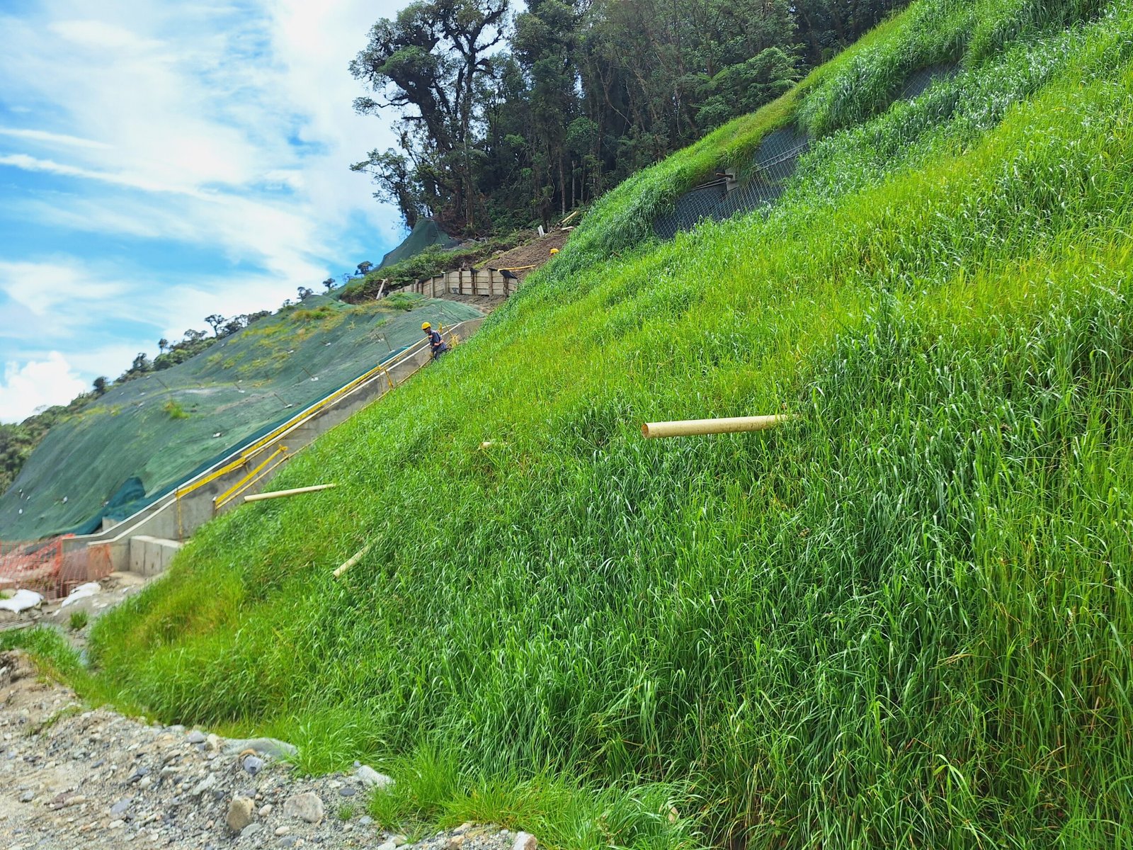 Revegetalización del talud